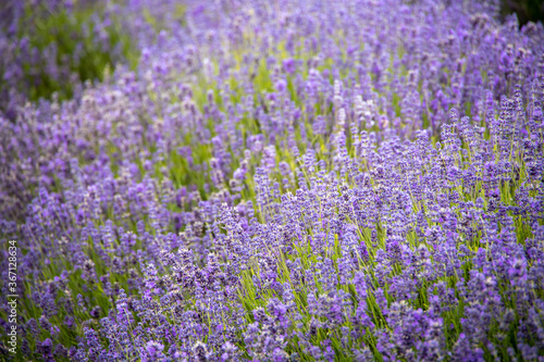 Gorgeous purple field of lavender
