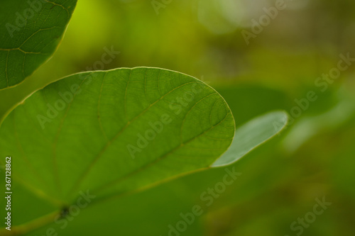 Green leaves That is in the garden, beautiful, natural