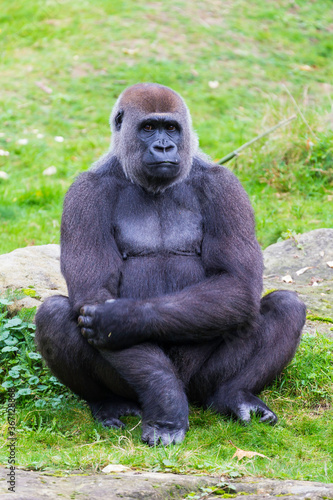 Lowland gorilla, Gorilla  © johnhofboer50