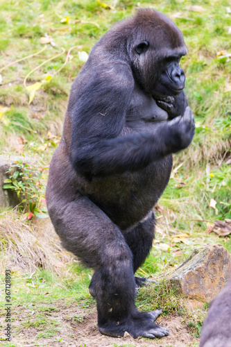 Lowland gorilla, Gorilla 