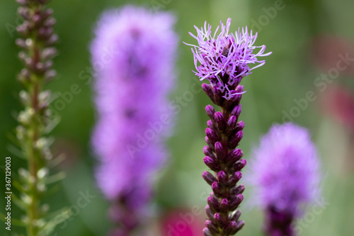 Group of garden flower Liatris Spicata or bottle brush with closeup of one stem with hairy spikes and others blurred out of focus background