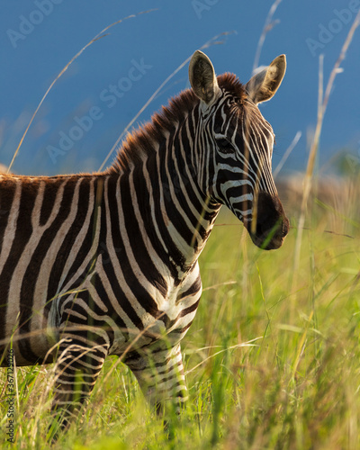 Beautiful zebras observed during a beautiful game drive in Kidepo Valley National Park  Uganda  Africa