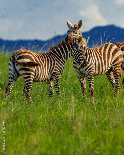 Beautiful zebras observed during a beautiful game drive in Kidepo Valley National Park  Uganda  Africa