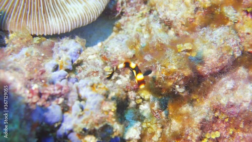 Juvenile form of orients sweetlips in maldives photo