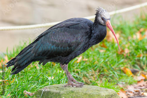 Waldrapp ibis, baldhead ibis.