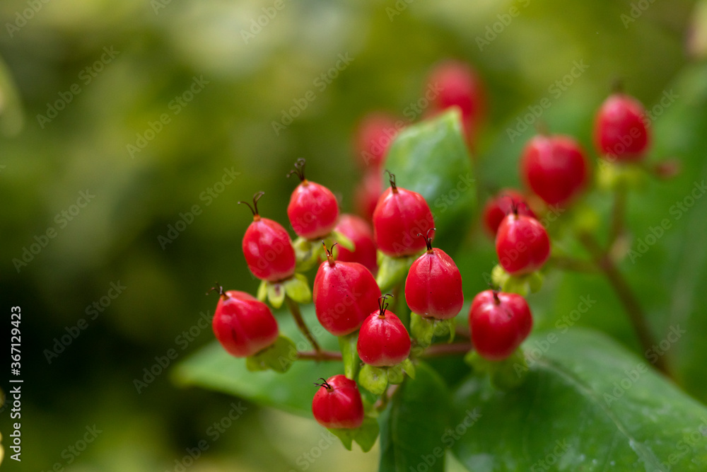 Garden flower with vibrant red colour of the berries against a green natural background Garden flower with vibrant red colour of the berries against a green natural background