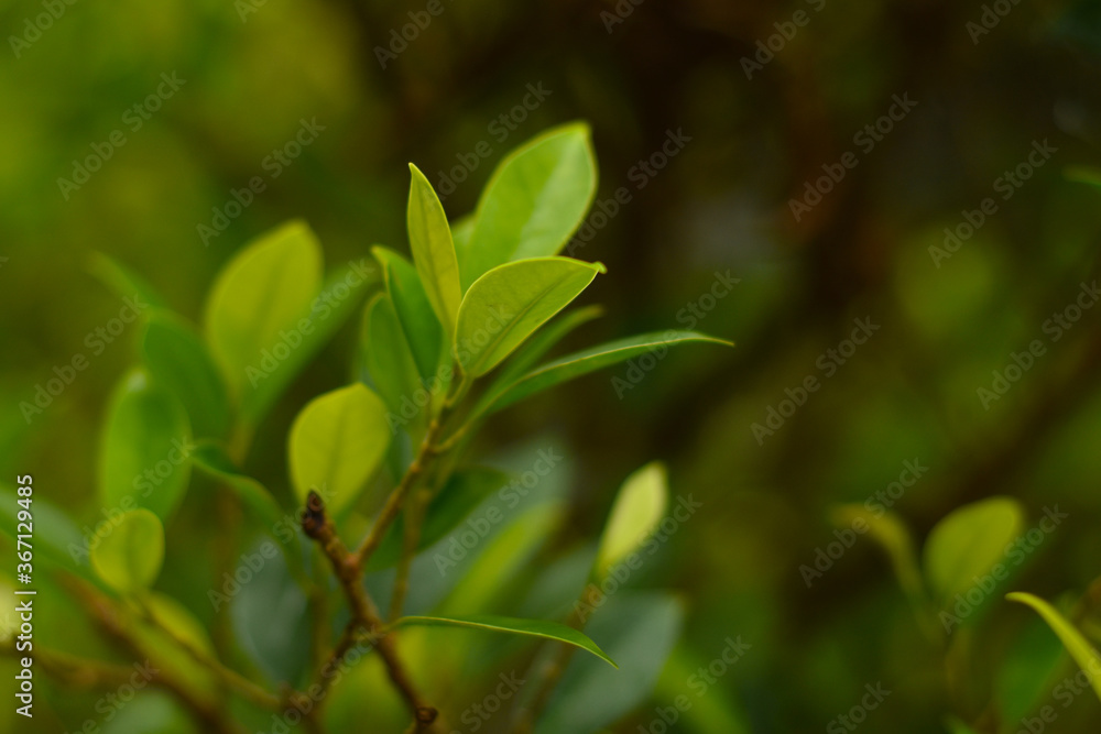 Green leaves
That is in the garden, beautiful, natural Green leaves
That is in the garden, beautiful, natural