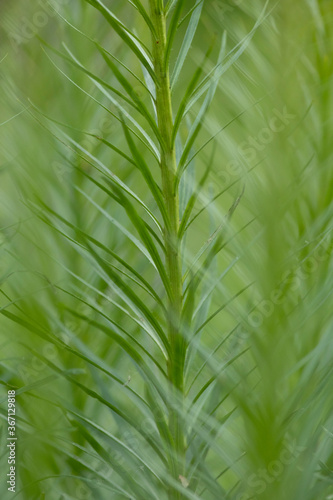 Soft painterly abstract of fragrant rosemary herb plant with vibrant green hues and sharp strokes