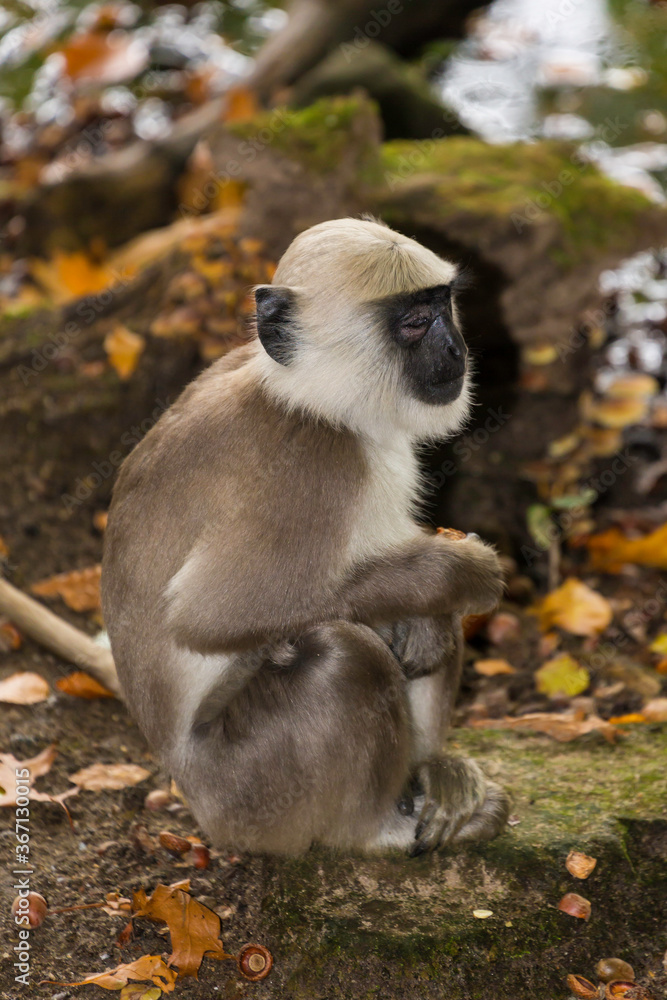 Obraz premium Hanuman langoer.(Semnopithecus entellus)