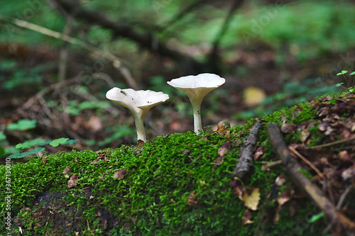 two funnel-shaped mushrooms on a mossy log