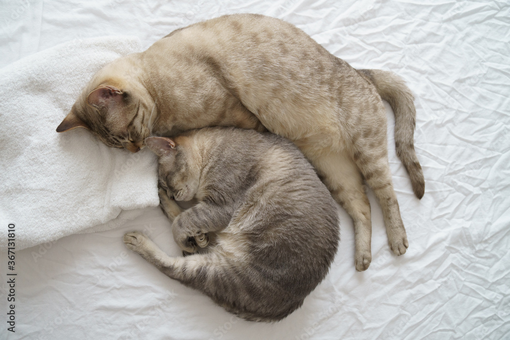 Australian Mist cats sleeping on the bed Australian Mist cats sleeping on the bed