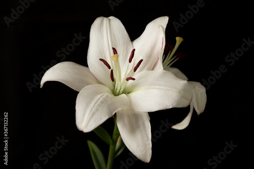 White Lily on a black background