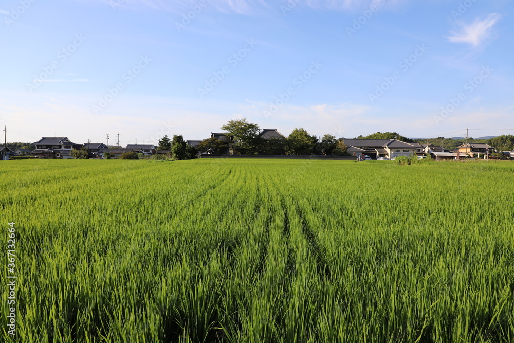 飛鳥 田んぼ 飛鳥 田んぼ