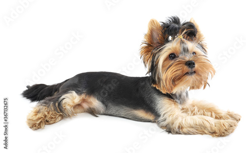 Yorkshire terrier lies isolated on white background