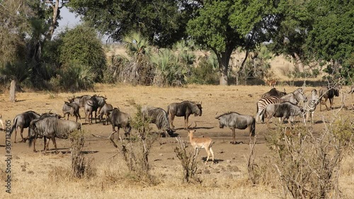 Blue wildebeest, impala antelopes and plains zebras at a watering piont, Kruger National Park, South Africa