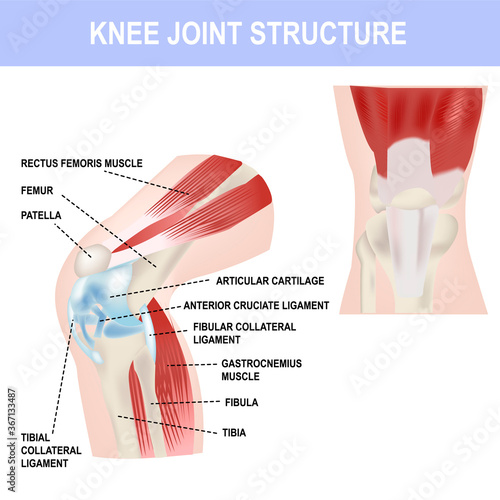 Knee joint structure, vector illustration, medical poster and teaching materials.