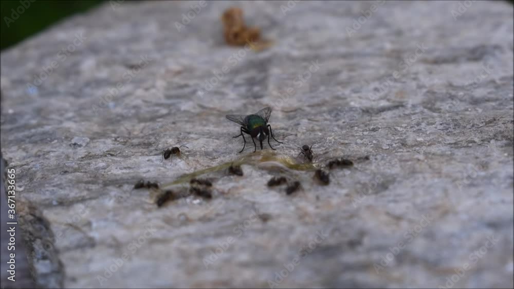 Fliege und Ameisen beim Fressen an einem Honigtropen, Fliege flieht vor Ameisen, Ameisenplage und Fliegenplage durch Essensreste in Haus, Küche und Garten Fliege und Ameisen beim Fressen an einem Honigtropen, Fliege flieht vor Ameisen, Ameisenplage und Fliegenplage durch Essensreste in Haus, Küche und Garten