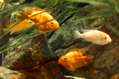 A group of goldfish in the home aquarium