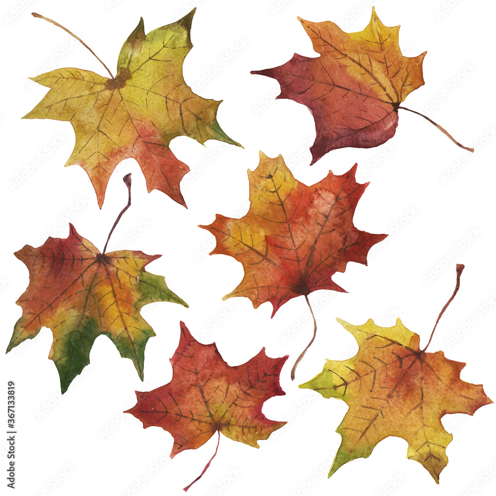 Obraz premium set of watercolor autumn maple leaves 