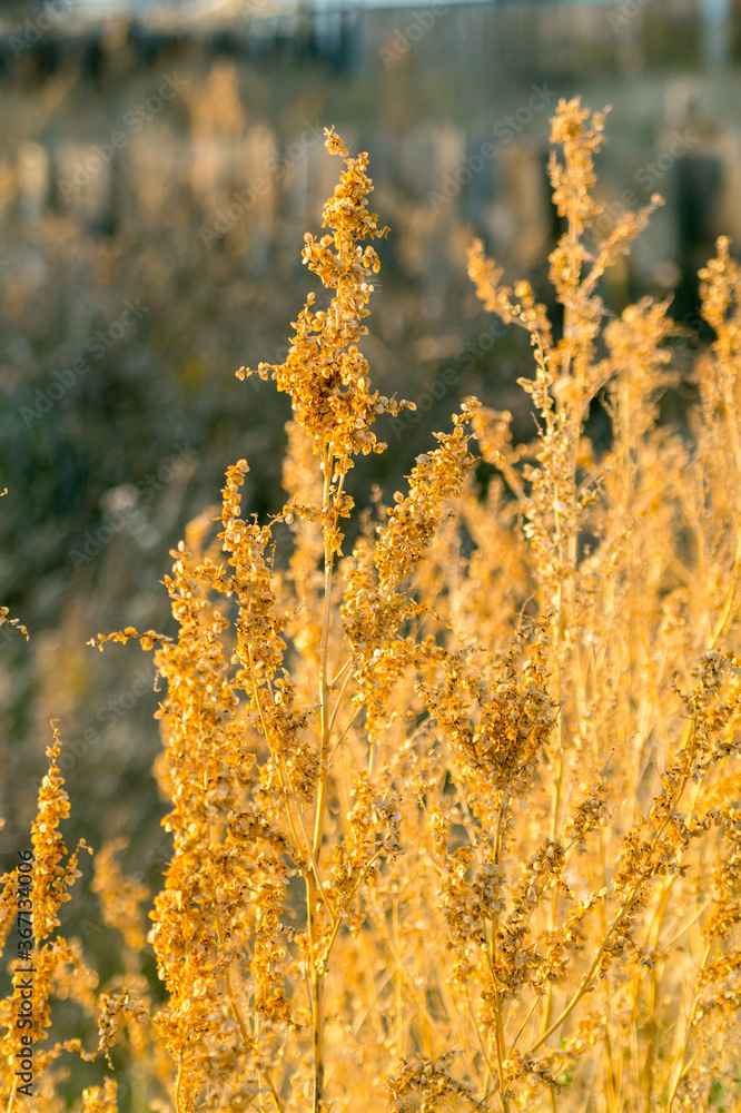 Fototapeta premium Golden bush of wormwood in the autumn field
