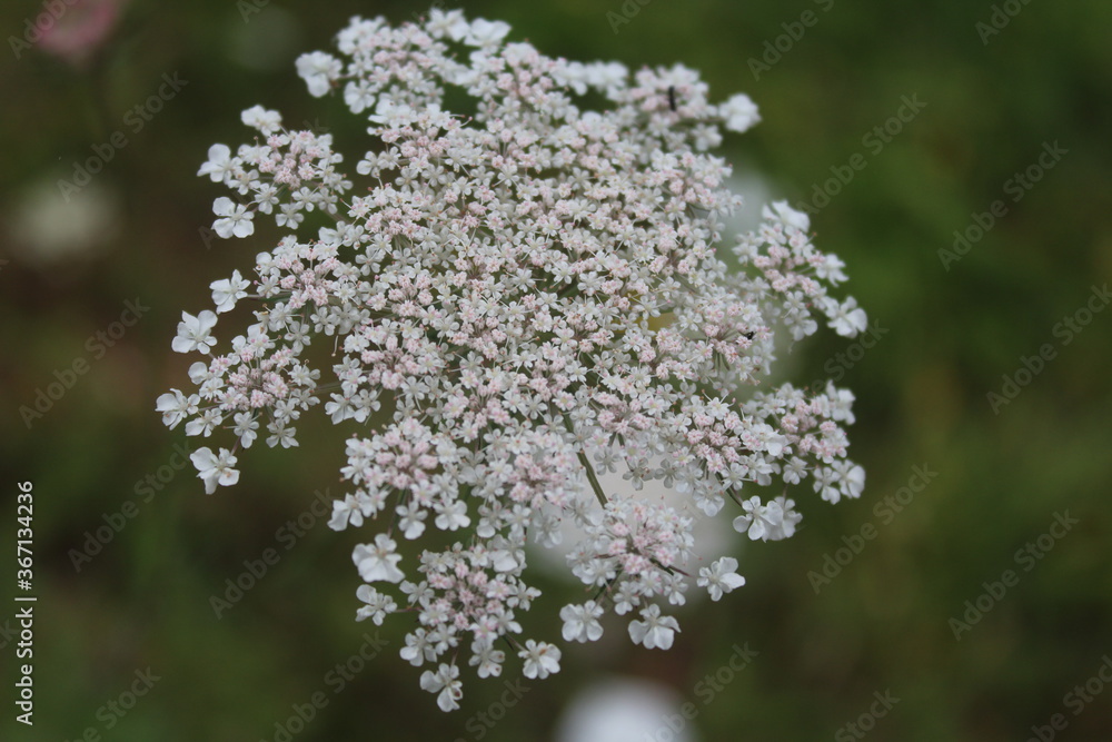 close up of white lilac flowers close up of white lilac flowers