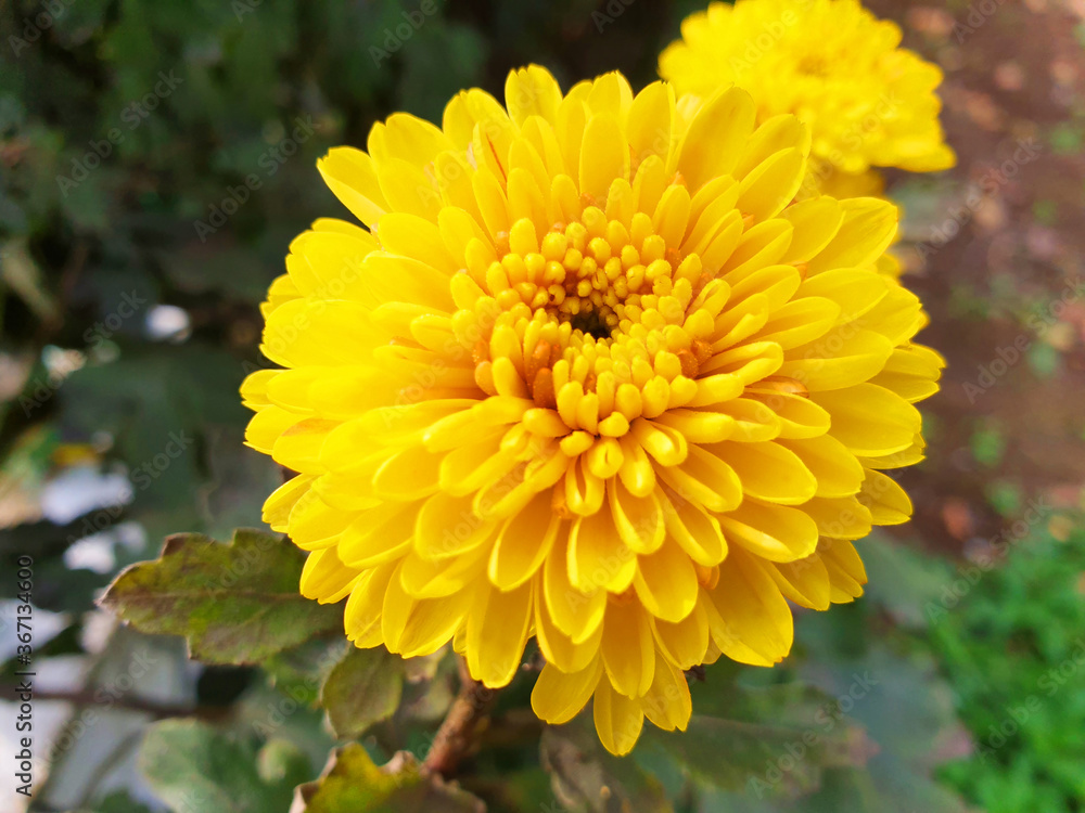 Close up of yellow flower Chrysanthemum indicum. Close up of yellow flower Chrysanthemum indicum.