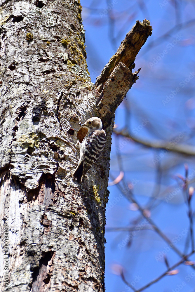 Japanese pygmy woodpecker to dig the nest Japanese pygmy woodpecker to dig the nest