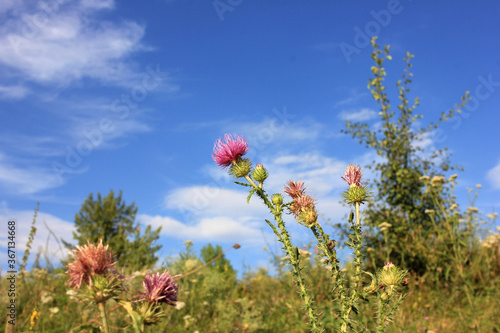Purple thistle flowers against the blue cloudy sky in the meadow. Summer landscape 