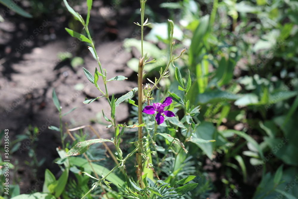Lonely purple flower, nature, plant, green, leaf, garden, grass, summer, purple, flora, blossom Lonely purple flower, nature, plant, green, leaf, garden, grass, summer, purple, flora, blossom