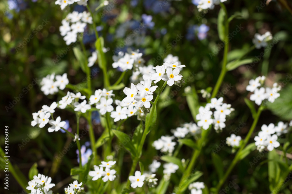Delicate white forget-me-not (lat. Myosótis), growing in nature . Delicate white forget-me-not (lat. Myosótis), growing in nature .