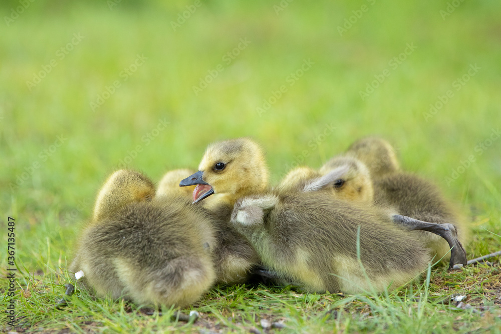 Kanadagansküken (Branta canadensis), Deutschland, Europa Kanadagansküken (Branta canadensis), Deutschland, Europa
