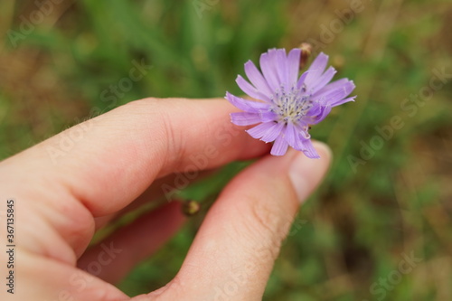 Female hand touch wild purple flower in summer garden.