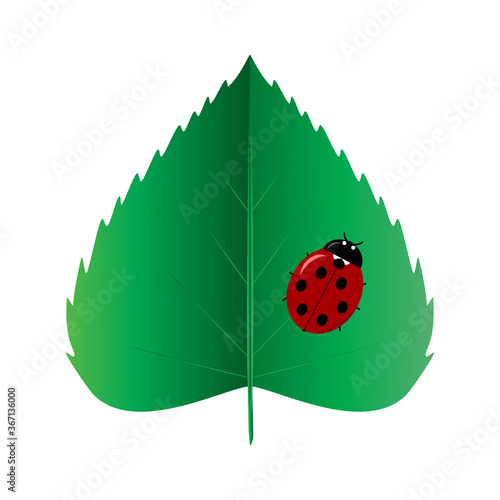 Tiny insect ladybug on green leaf flat vector illustration
