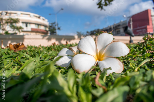 withered Plumeria flower on green field at the garden of King Rama1 Monument at Pak Khlong Talat (the flower market) Bangkok Thailand photo