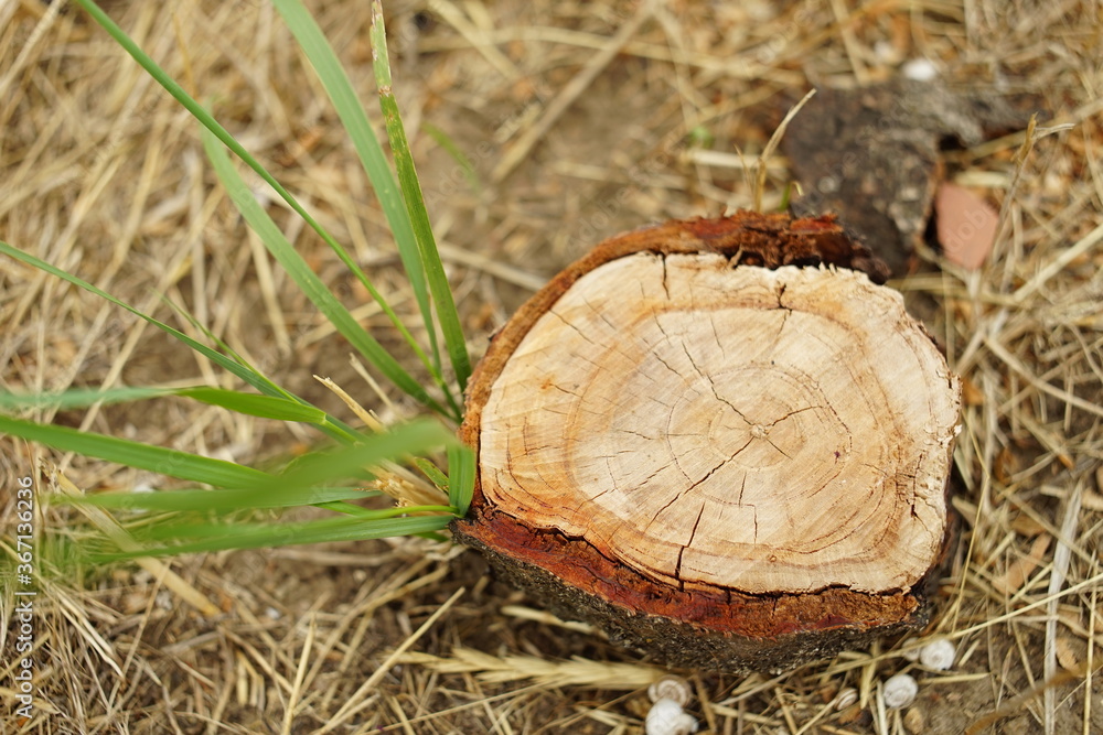 Fresh tree stump among green and dry grass. Fresh tree stump among green and dry grass.