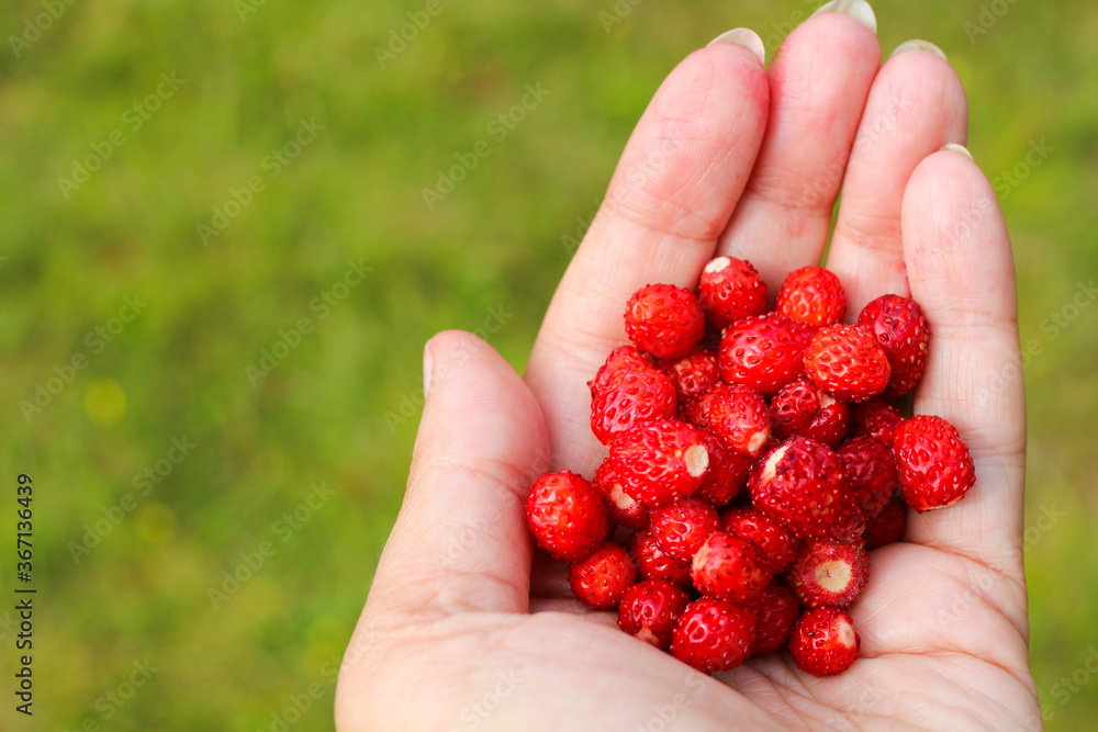 A woman's open palm with ripe wild strawberries in the right part of the frame on a green background... A woman's open palm with ripe wild strawberries in the right part of the frame on a green background...