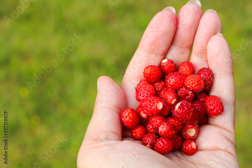 A woman's open palm with ripe wild strawberries in the right part of the frame on a green background...
