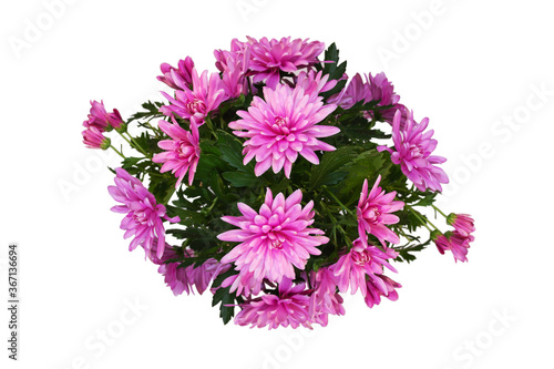 Chrysanthemum flowers and leaves on white from top view