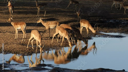 Impala antelopes (Aepyceros melampus) drinking water in late afternoon light, Kruger National Park, South Africa