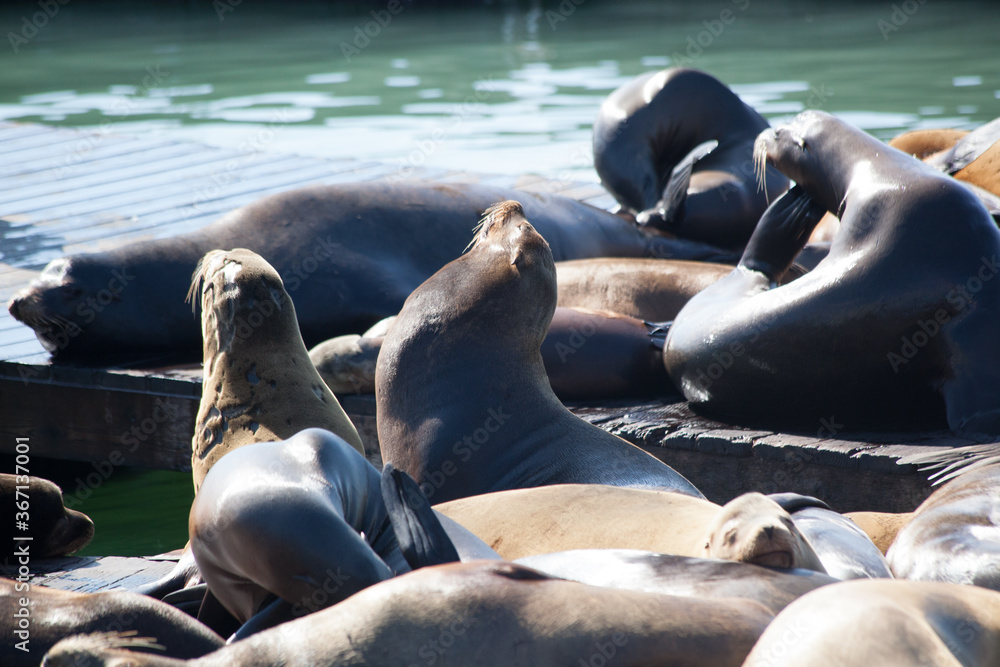 Fototapeta premium Sea Lions on a San Francisco Dock