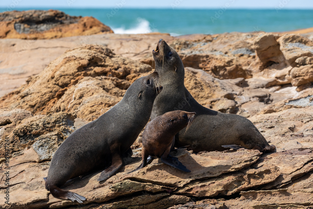 Fototapeta premium A family group of Seals on the rocks at Shag Point
