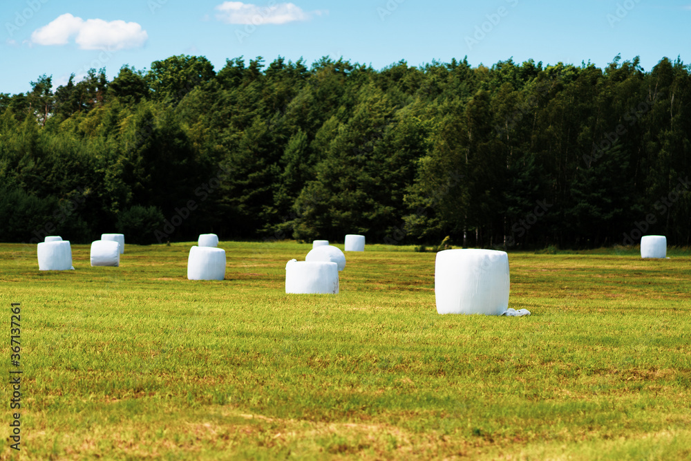 Obraz premium wrapped hay bales
