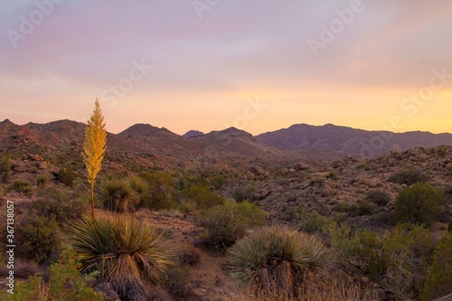 A high desert landscape with yucca plants and mountains in the morning light