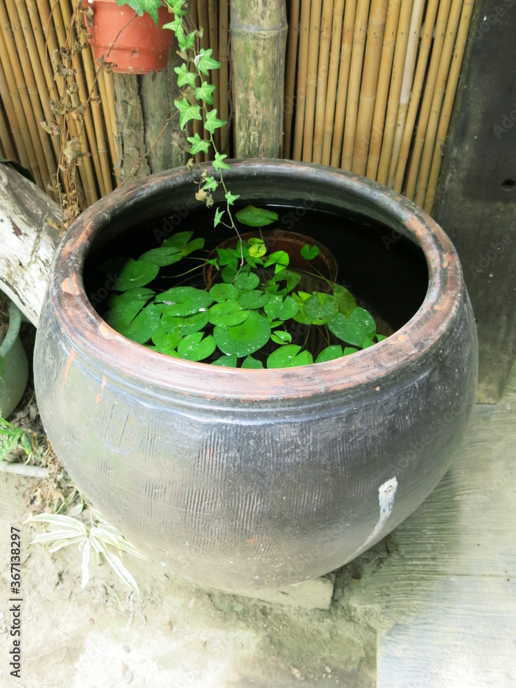 garden plants in a Asia pot