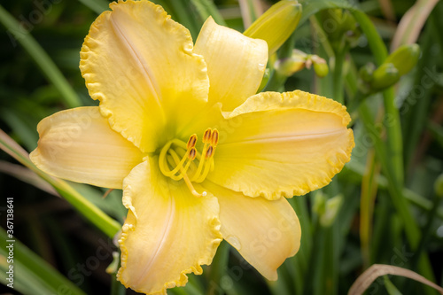 Yellow daylily on a sunny day morning