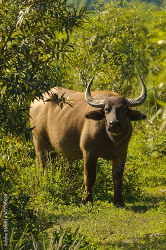 A wild water buffalo standing near a tree and looking at the camera