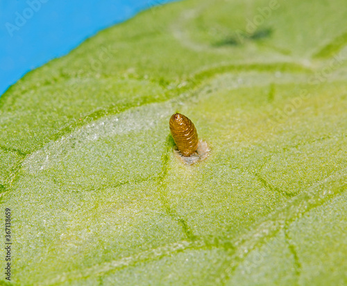 A Leaf Miner pupa, Liriomyza trifolii, on tomato leaf. Leaf Miners lay eggs in a hole in the leaf, the eggs hatch  and the larvae crawl through  the leaf, then leave and pupate on the leaf or in soil photo