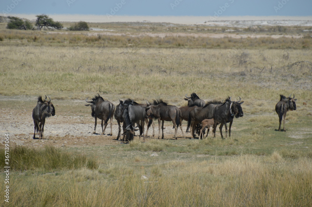 Fototapeta premium A group of Wildebeest with their calves playing in Etosha National Park, Namibia