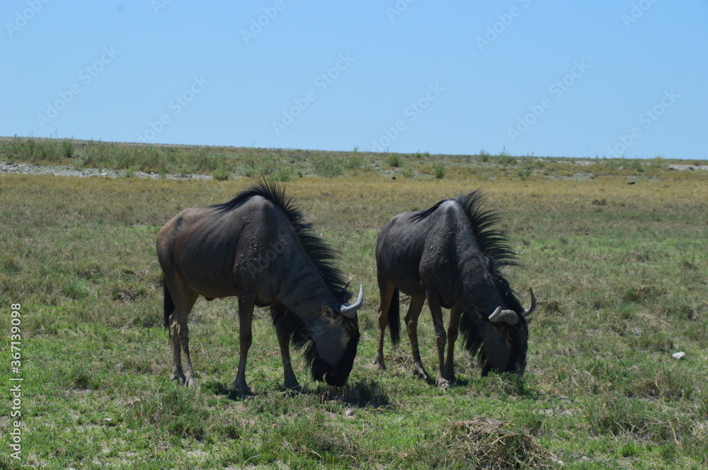 A group of Wildebeest with their calves playing in Etosha National Park, Namibia A group of Wildebeest with their calves playing in Etosha National Park, Namibia
