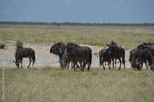 Fototapeta Naklejka Na Ścianę i Meble -  A group of Wildebeest with their calves playing in Etosha National Park, Namibia